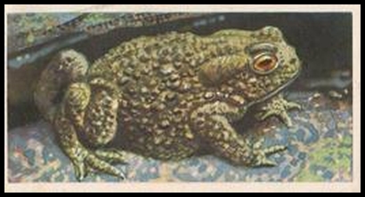 58BBBWL 48 The Common Toad.jpg